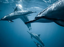 北京pk10计划-碳酸锂期货价格大跌 业内人士：主要受1月新能源汽车销售数据下滑影响